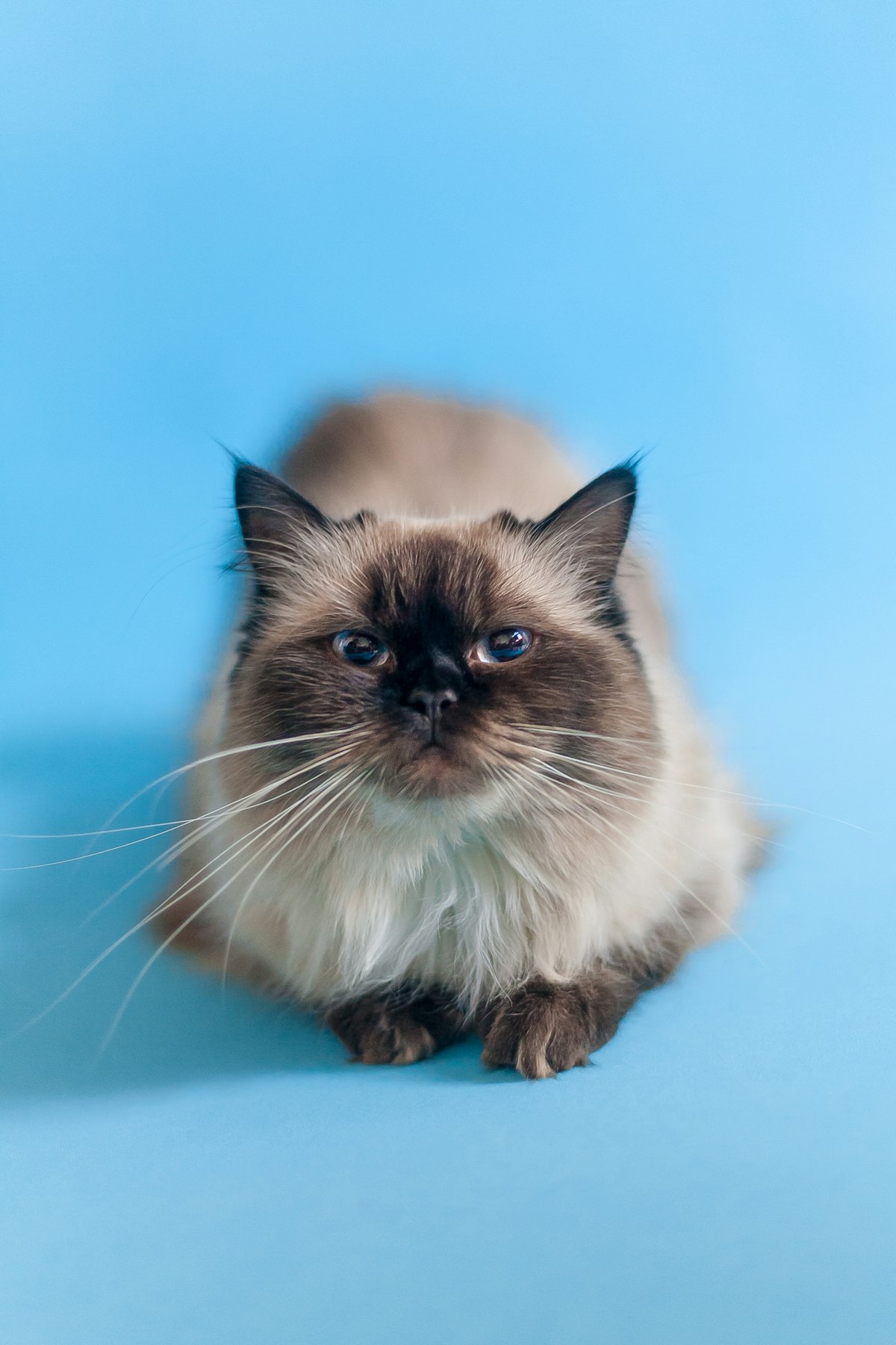 น้องแมวหลังสปาที่ LYT Pet