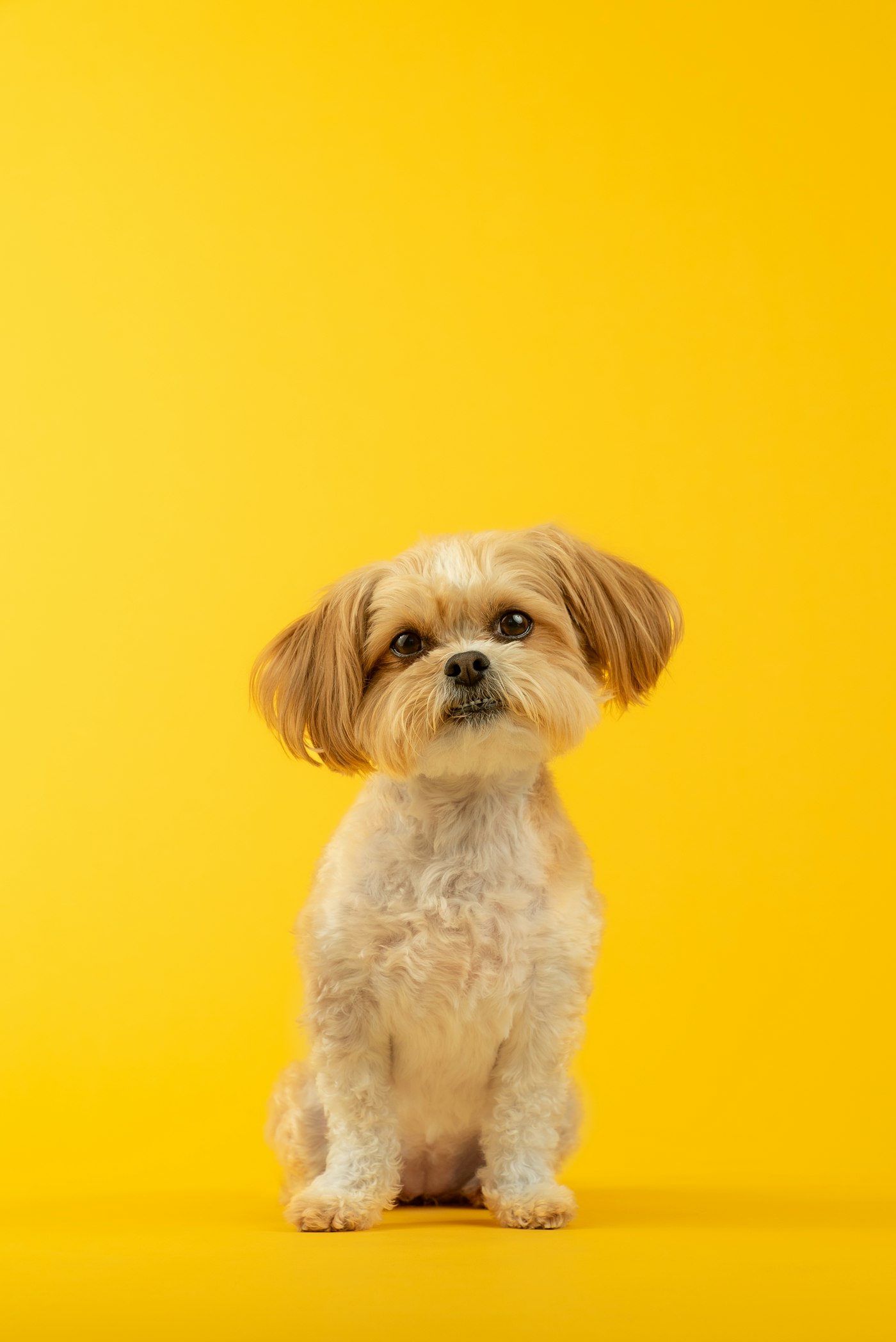 น้องหมาหลังกรูมมิ่งที่ LYT Pet